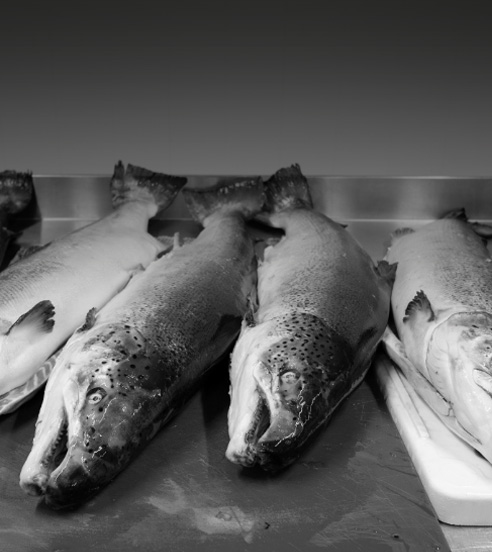 Saumons entiers avant fumage artisanal des filets